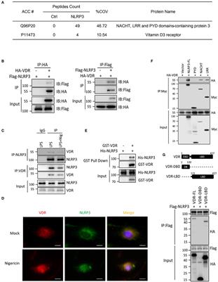 Vitamin D Receptor Inhibits NLRP3 Activation by Impeding Its BRCC3-Mediated Deubiquitination